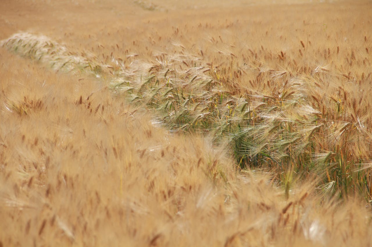 A picturesque golden barley field under summer daylight, showcasing natural beauty and agricultural abundance.