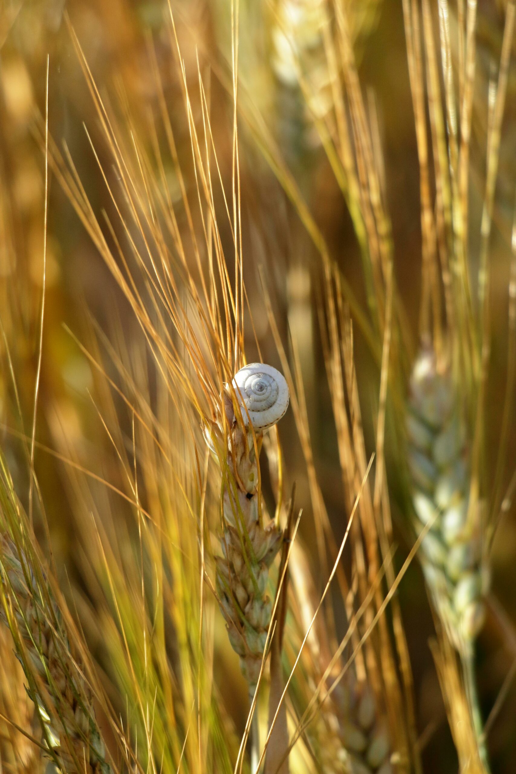 Close-up of a snail perched on a wheat stalk in a sunlit rural field.