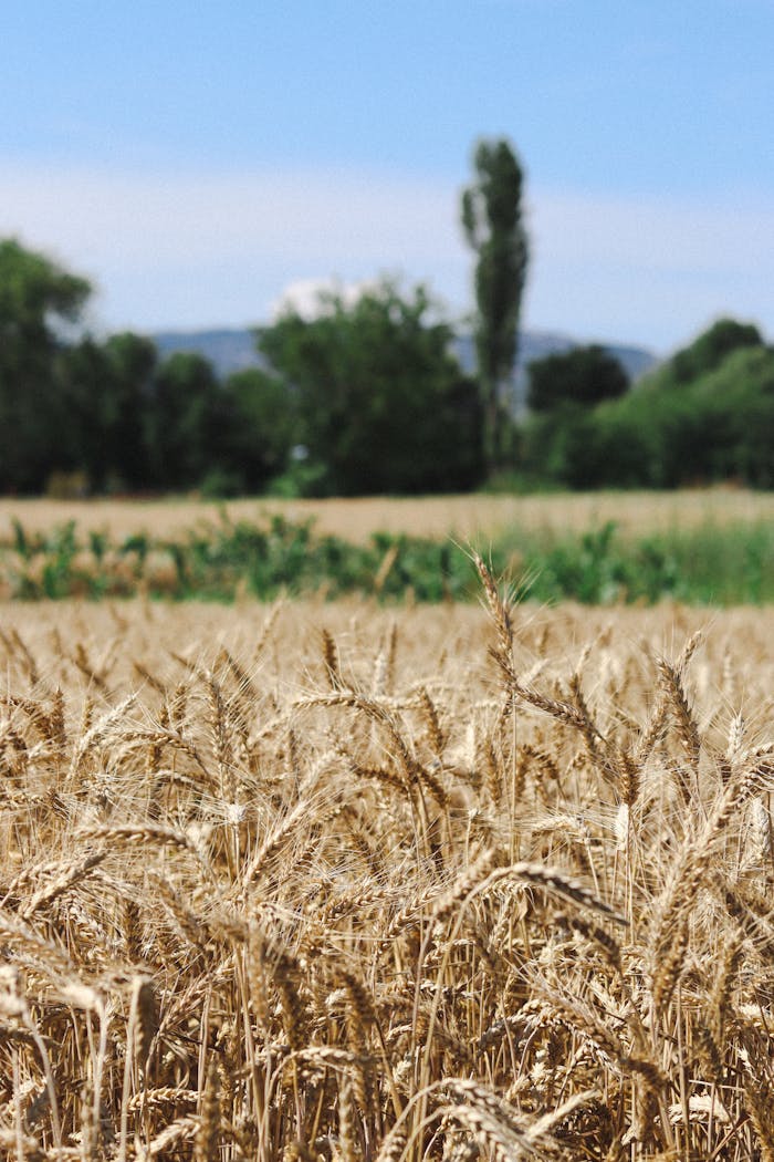 Scenic view of agricultural field with tall dry wheat spikelets with fills and green trees and bushes on background